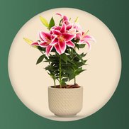 Imagem de Garden