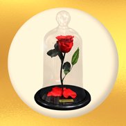 Imagem de Rosa Encantada